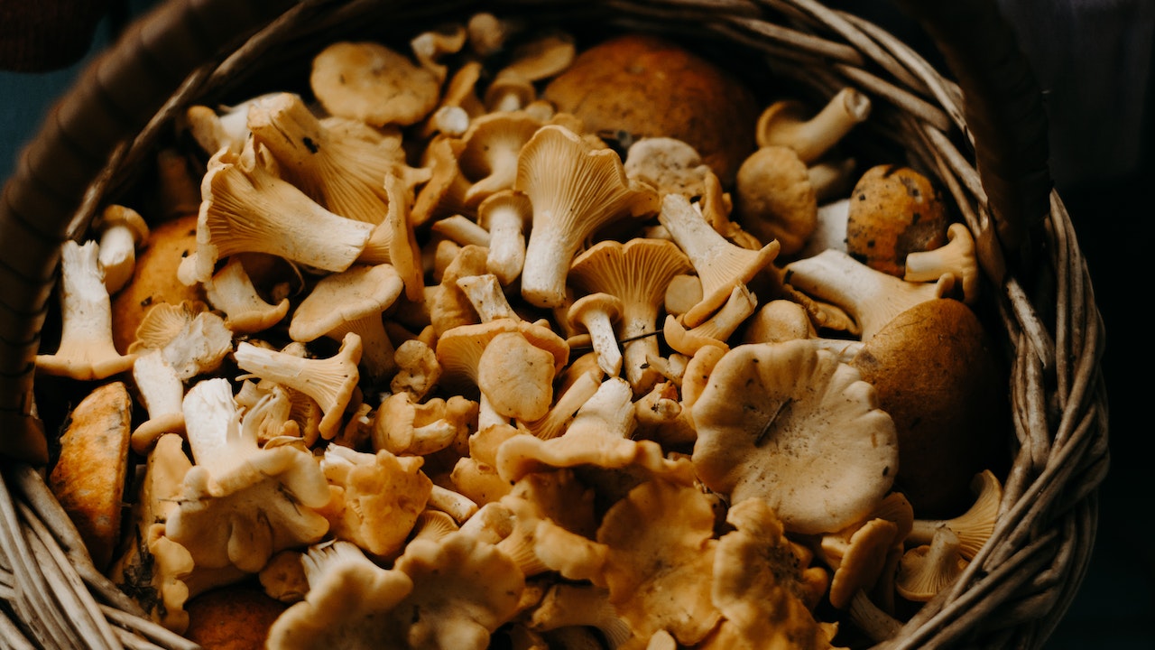 6 Benefits of Medicinal Mushrooms