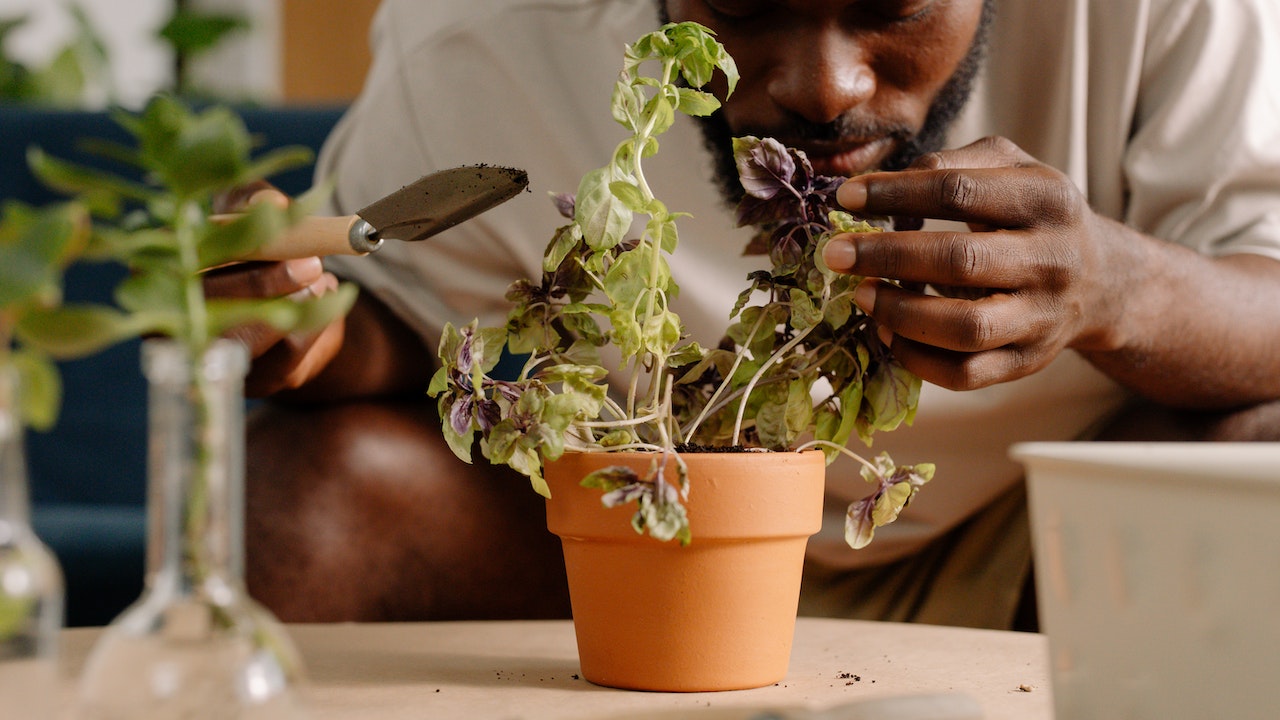 5 Reasons Plants Are Good for Your Health