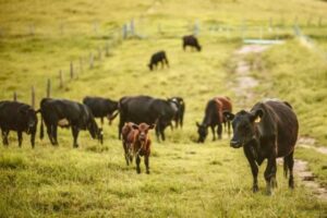 Organic Meat Delivery: Wild Pastures
