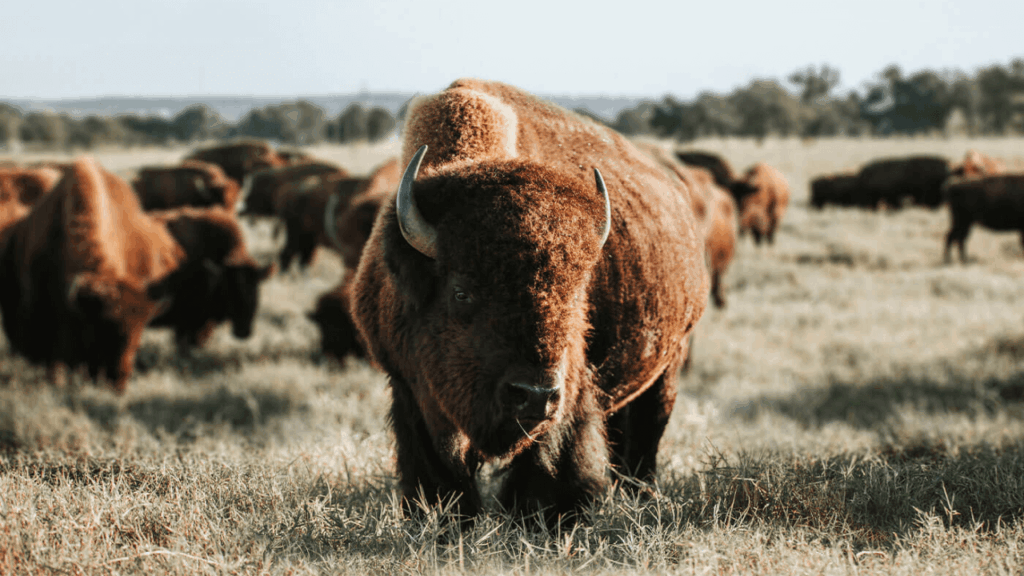 10 Benefits Of Regenerative Ranching