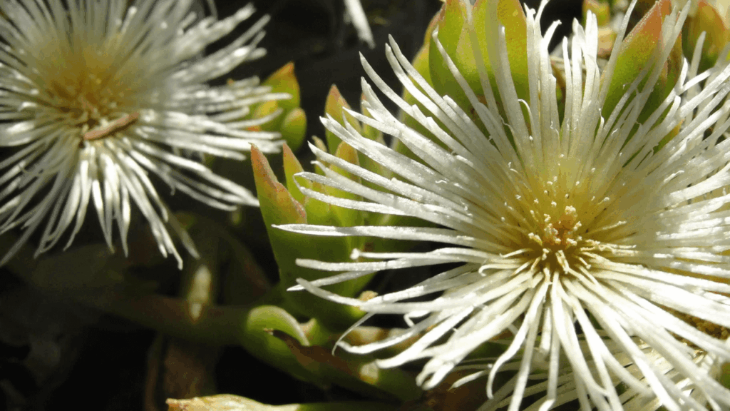 Kanna: Exploring Its Benefits + Modern Applications