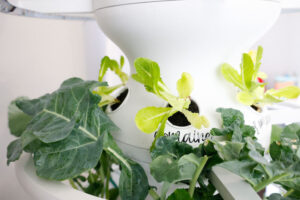 Revolutionize Your Home Gardening Experience with Lettuce Grow Farmstand + Seedlings