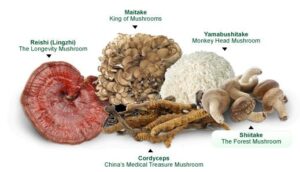 Alex Wolfe and Eons: The Wonderful World of Functional Mushrooms 