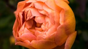 The Psychological Benefits of Indoor Flowers: Enhancing Apartment Living