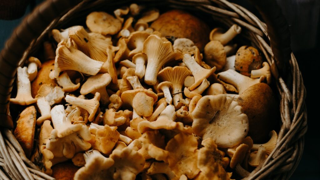 6 Benefits of Medicinal Mushrooms
