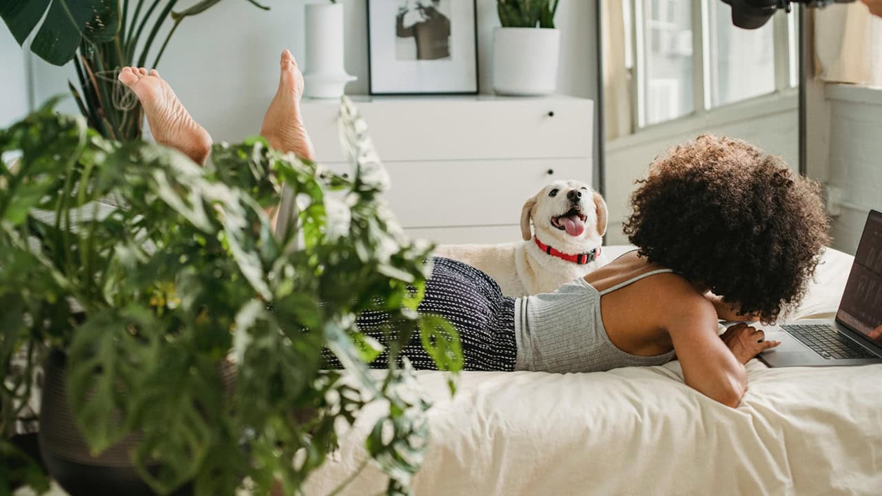 Immune System Recovery Aid: Why Professional Post Renovation Cleaning Service Singapore Supports Healing Woman using laptop on bed with dog and indoor plants, promoting wellness, mindfulness, and comfortable living.