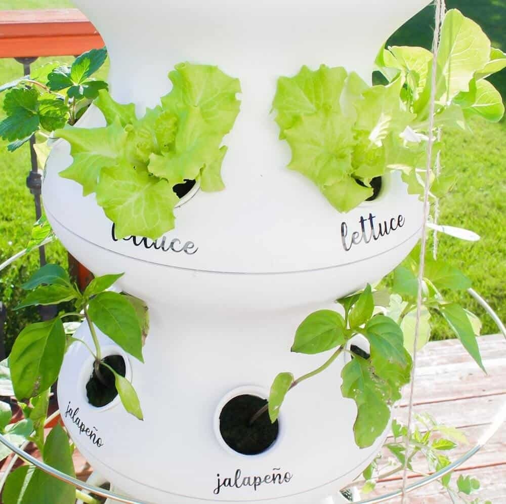 Nutrition Tips for a Vibrant Lifestyle: What Is Missing in Your Diet? Nutrition Tips for a Vibrant Lifestyle: What Is Missing in Your Diet?