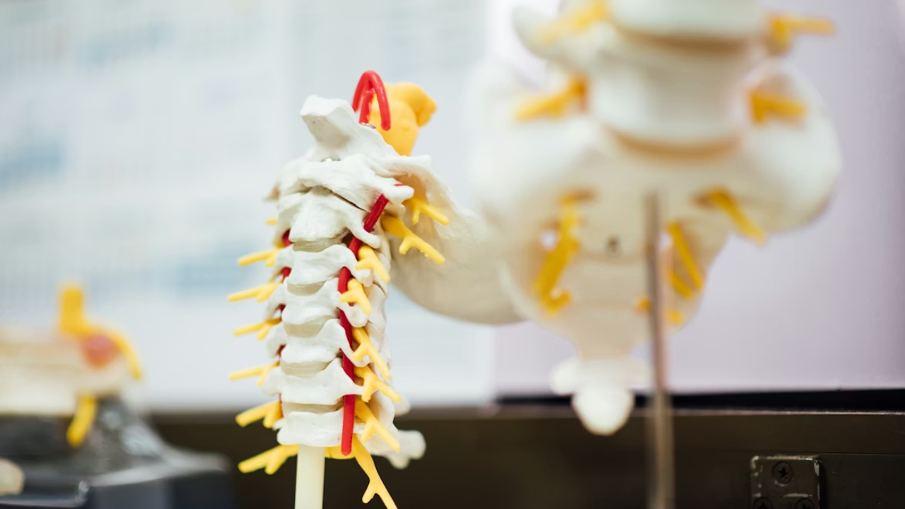 spinal-column-model