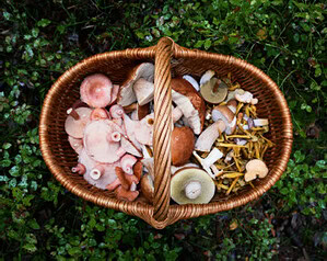 Alex Wolfe of Eons: The Wonderful World of Functional Mushrooms Alex Wolfe and Eons: The Wonderful World of Functional Mushrooms