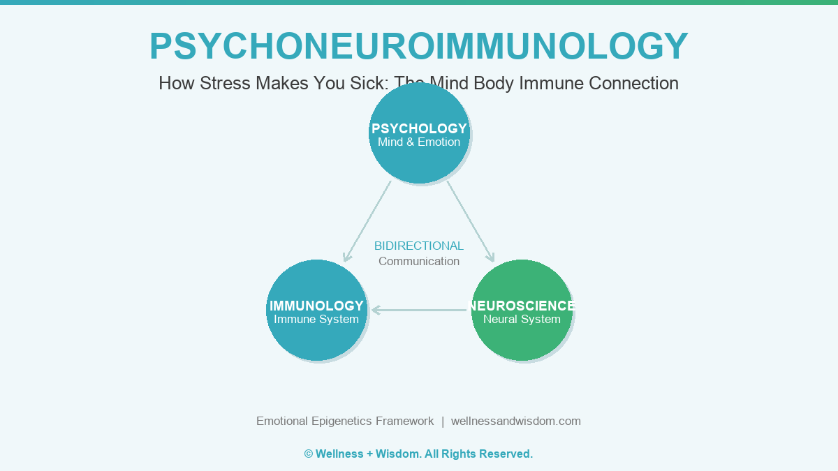 Psychoneuroimmunology: The Mind Body Immune Connection by Josh Trent | Wellness + Wisdom Psychoneuroimmunology diagram showing how stress affects the immune system through the mind body connection by Josh Trent Wellness and Wisdom