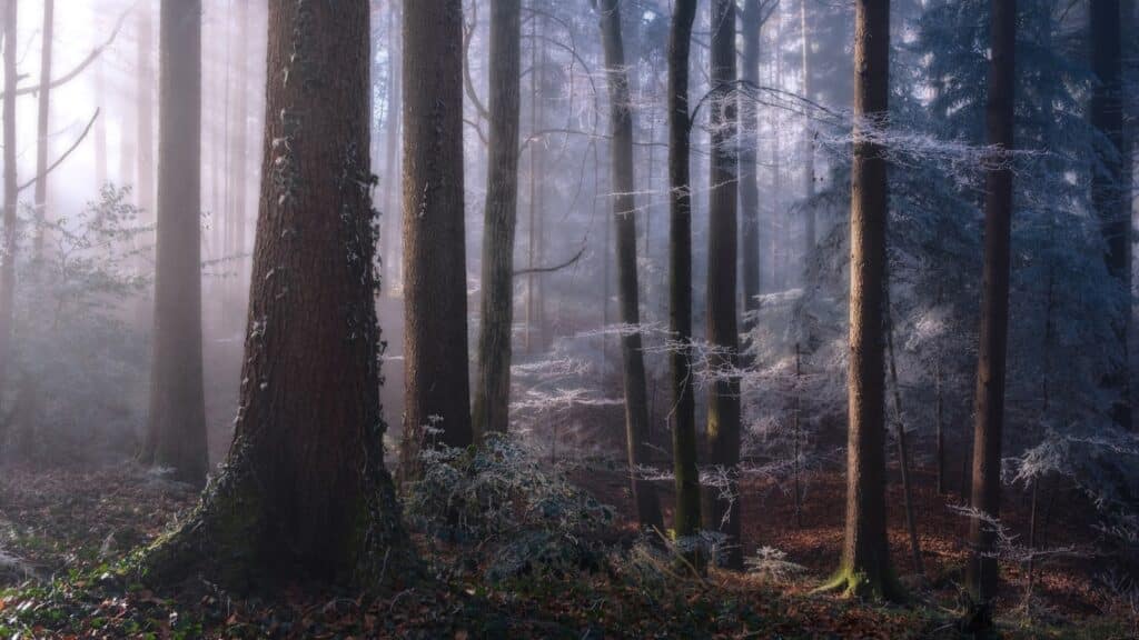 Sunlight breaking through a winter forest representing the neuroscience of forgiveness and release, Josh Trent Wellness and Wisdom