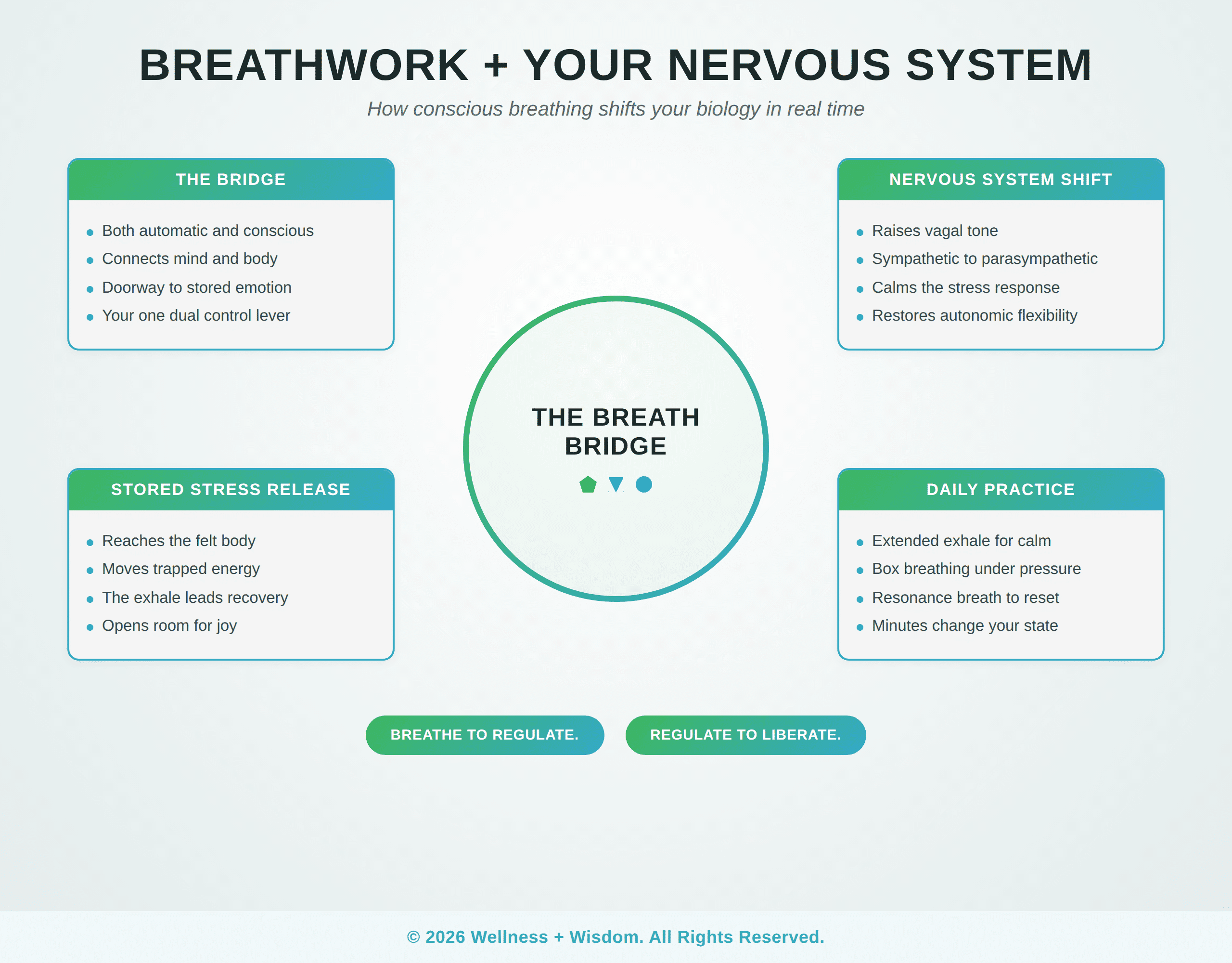 Breathwork and Your Neural System by Josh Trent | Wellness + Wisdom Breathwork neural system infographic showing how conscious breathing regulates the breathwork neural system in real time by Josh Trent Wellness and Wisdom