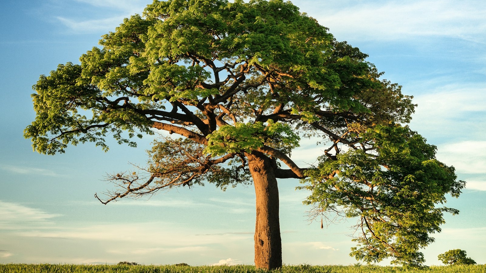 Majestic old tree standing in an open field under a bright sky, a calm image for how to be more patient by Josh Trent Wellness and Wisdom