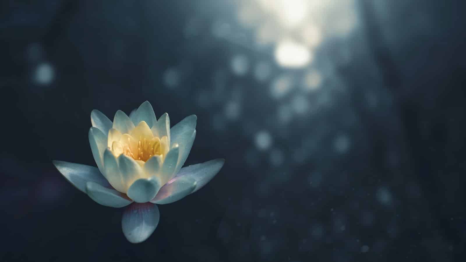 Single white lotus flower opening in soft light, a gentle image for how to be vulnerable by Josh Trent Wellness and Wisdom